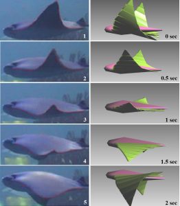 A bio-inspired swimming robot for marine aquaculture applications: From concept-design to simulation